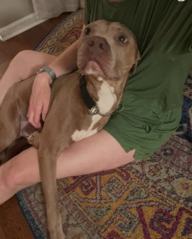 Amos resting against his foster for a cuddle