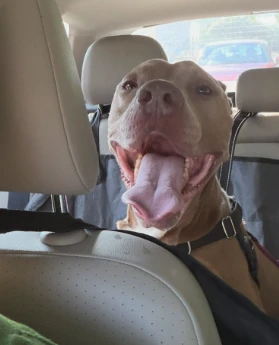 Amos enjoying a car ride with a big, happy smile